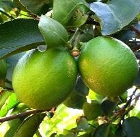 Plantas de A a Z por Nome Popular 19 citrus limon