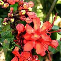 clerodendrum splendens