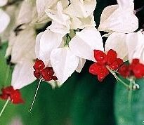 Plantas de A a Z por Nome Popular 1 clerodendrum thomsonae