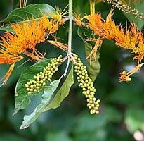 combretum fruticosum