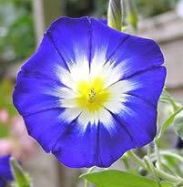 Plantas de A a Z por Nome Popular 39 convolvulus tricolor