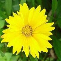 coreopsis lanceolata