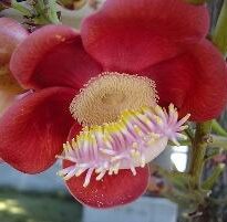 Plantas de A a Z por Nome Popular 6 couroupita guianensis