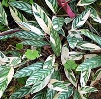 ctenanthe oppenheimiana