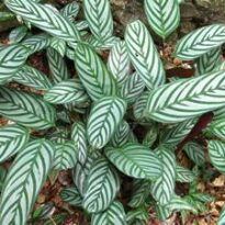 ctenanthe setosa