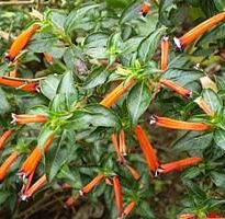 cuphea ignea