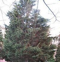 Plantas de A a Z por Nome Popular 22 cupressus lusitanica