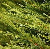 Plantas de A a Z por Nome Popular 56 cupressus macrocarpa