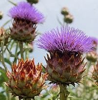 Plantas de A a Z por Nome Popular 42 cynara scolymus