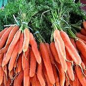 24 hortaliças para plantar no Outono 9 daucus carota
