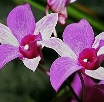 dendrobium phalaenopsis