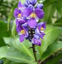dichorisandra thyrsiflora