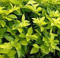duranta repens aurea