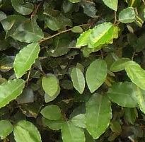 Plantas de A a Z por Nome Popular 17 elaeagnus pungens
