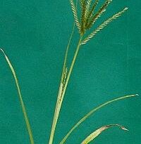 eleusine indica