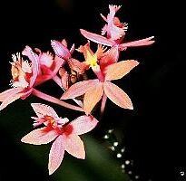 epidendrum sp