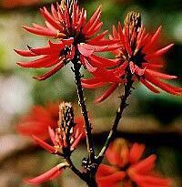 erythrina speciosa