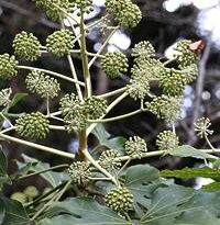Plantas de A a Z por Nome Popular 25 fatsia japonica
