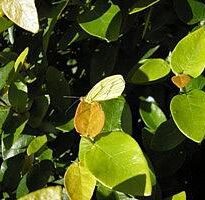 ficus pumila