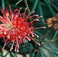 Plantas de A a Z por Nome Popular 41 grevillea banksii