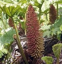 Plantas de A a Z por Nome Popular 50 gunnera manicata