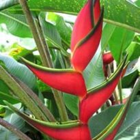 heliconia bihai