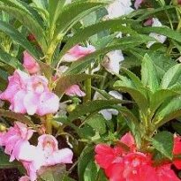Plantas de A a Z por Nome Popular 35 impatiens balsamina