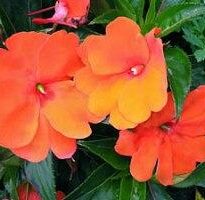 Plantas de A a Z por Nome Popular 36 impatiens hawkeri