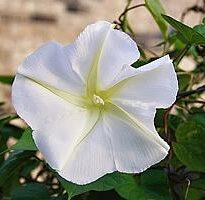 Plantas de A a Z por Nome Popular 47 ipomoea alba