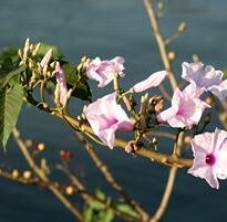 Plantas de A a Z por Nome Popular 48 ipomoea carnea