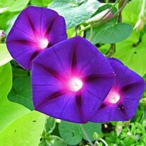 Plantas de A a Z por Nome Popular 23 ipomoea purpurea