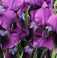 iris germanica