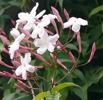 jasminum polyanthum