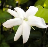jasminum sambac