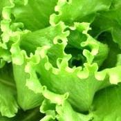 24 hortaliças para plantar no Outono 5 lactuca sativa