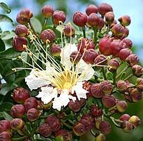lafoensia glyptocarpa