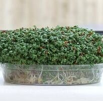 Plantas de A a Z por Nome Popular 33 lepidium sativum