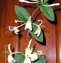 Plantas de A a Z por Nome Popular 51 lonicera japonica