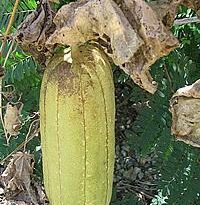 luffa cylindrica