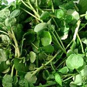 24 hortaliças para plantar no Outono 3 nasturtium officinale