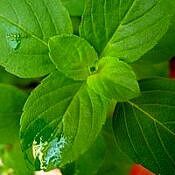 24 hortaliças para plantar no Outono 19 ocimum basilicum