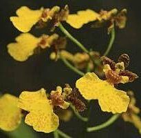 Plantas de A a Z por Nome Popular 43 oncidium sp