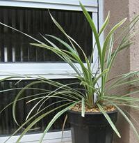 Plantas de A a Z por Nome Popular 17 ophiopogon jaburan
