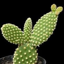 Plantas de A a Z por Nome Popular 24 opuntia microdasys