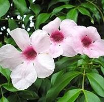 pandorea jasminoides