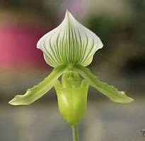 Plantas de A a Z por Nome Popular 10 paphiopedilum sp