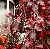 Plantas de A a Z por Nome Popular 59 parthenocissus quinquefolia