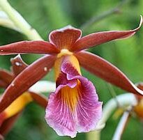 Plantas de A a Z por Nome Popular 1 phaius tankervilleae