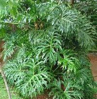 Plantas de A a Z por Nome Popular 45 philodendron bipinnatifidum
