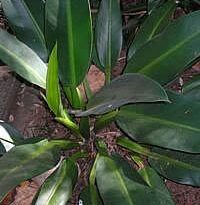 Plantas de A a Z por Nome Popular 1 philodendron martianum